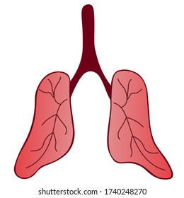 The lung of the patient. An air breathing organ with a capillary network is more prone to complications from COVID19 infection. Color vector illustration on an isolated white background. Flat style. 