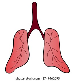 The lung of the patient. An air breathing organ with a capillary network is more prone to complications from COVID19 infection. Color vector illustration on an isolated white background. Cartoon style