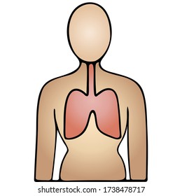 The lung of the patient. The respiratory organ is more prone to complications from COVID19 infection. Color vector icon on isolated white background. Cartoon style. Anatomy of the human body. Medical.