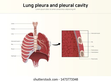 Lung Pleura And Pleural Cavity
