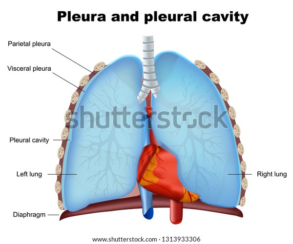 Lung pleura and pleural cavity medical vector\
illustration on white\
background