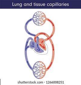Lung and tissue capillaries