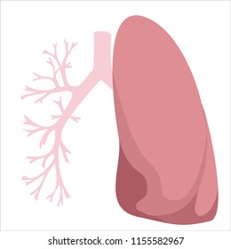 Lung, trachea and bronchi