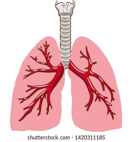 lung vector graphic design clipart