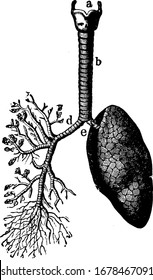 The lungs and air passages seen from the front. On the left of the figure the pulmonary tissue has been dissected away to show the ramifications of the bronchial tubes, vintage line drawing