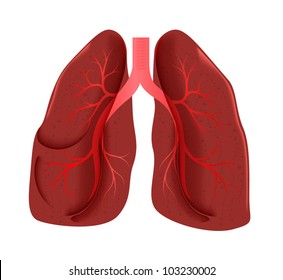 lungs anatomy