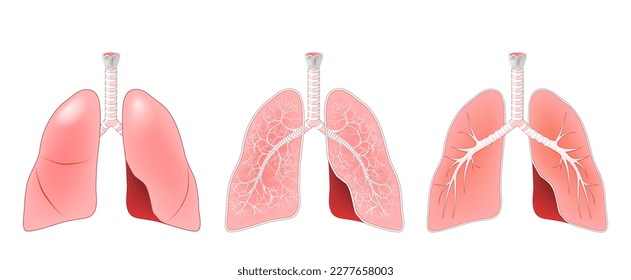 Anatomía de los pulmones. Sección transversal del tracto respiratorio humano con traquea, laringe y bronchi. estructura del sistema respiratorio. Ilustración vectorial realista. Pulmones humanos aislados en fondo blanco