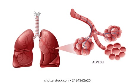 Lungs anatomy with detailed alveolus structure. Vector illustration, cartoon style
