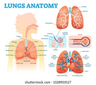Lungs anatomy medical vector illustration diagram set with lung lobes, bronchi and alveoli. 