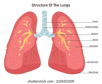 Lungs anatomy. Respiratory system main organ structure. Anatomy of human body, respiratory system studying. Flat vector illustration.