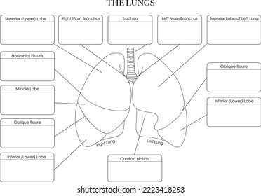 Estructura anatómica de pulmones, ilustración en blanco y negro. Línea de arte etiquetada para colorear, aprender y notas