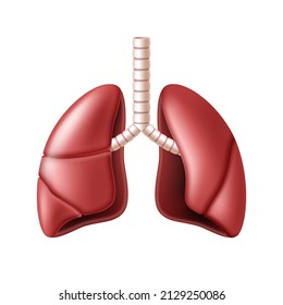 Lungs Anatomy Structure Respiration System Organ Stock Vector (Royalty ...