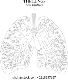 Lungs and Bronchi anatomy structure black and white illustration. Unlabeled line art for coloring.