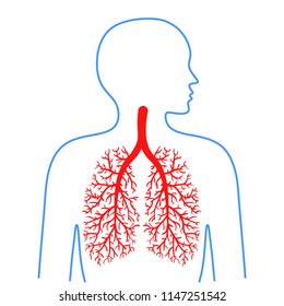 Pulmones y bronquios, sistema respiratorio humano. Medicina y salud. Ilustración vectorial.
