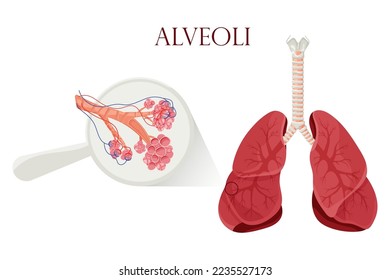 Pulmones con estructura de alveolos detallada. Ilustración vectorial aislada en fondo blanco. Estilo de la caricatura