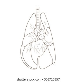 Lungs of the dog vector illustration
