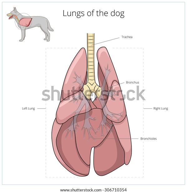 Lungs of the dog vector\
illustration