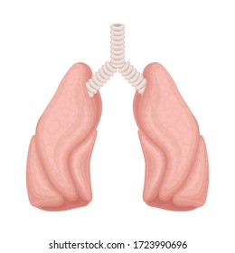 Lungs as Donor Organ for Transplantation Isolated on White Background Vector Illustration