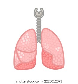 Pulmones de la ilustración del vector del cuerpo femenino. Órganos internos humanos, sistema respiratorio, pulmones con fondo blanco. Educación, concepto de anatomía