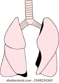 Lungs handdrawn illustration vector flat