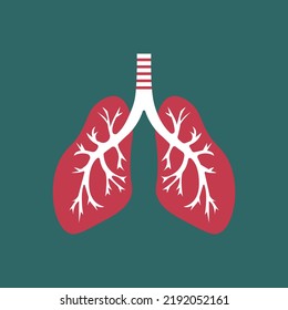 Lungs of a healthy person in the section.