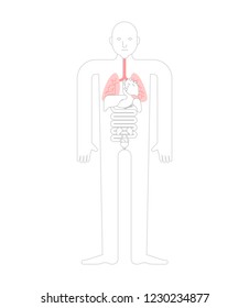 Lungs Human anatomy. Gastrointestinal tract Internal organs. Systems of man body and organs. medical systems. vector illustration
