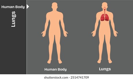 Lunge, Innere Organe des menschlichen Körpers zirkulatorische Nerven- und Skelettsysteme Anatomie und Physiologie flache erziehende Vektorgrafik