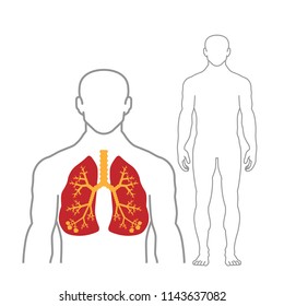 Lungs And Human Body Outline On White Background