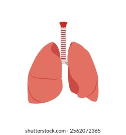 Lungs, Human Body Part Illustration