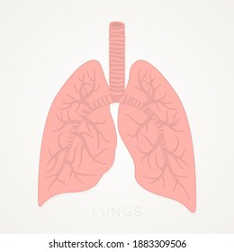 Lungs Human. Internal Organs of the Human. Anatomy, Medicine Concept. Healthcare. Isolated on White Background. Vector Detailed Illustration