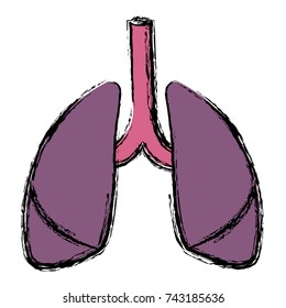 Lungs human organ