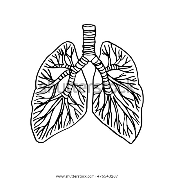 Lungs Human Organs Hand Drawn Vector Stock Vector (Royalty Free) 476543287