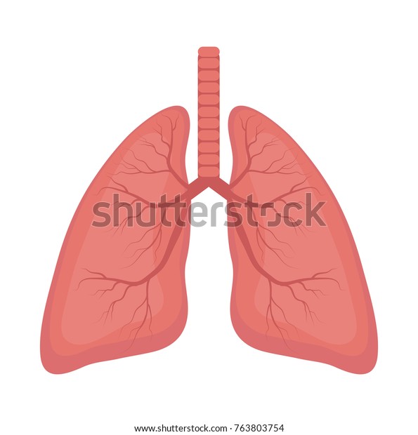 Lungs icon, flat style.
Internal organs of the human design element, logo. Anatomy,
medicine concept. Healthcare. Isolated on white background. Vector
illustration