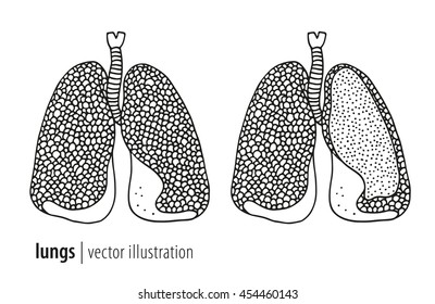 Lungs illustration and section, human anatomy vector isolated on white background