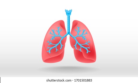 Lungs internal organ health care concept vector illustration white background