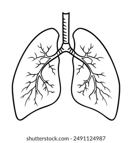 Lungs. Internal organs. Icon on a white background. One line