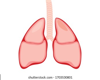Pulmones, órganos internos ilustración vectorial.