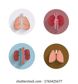 lungs and kidneys, internal organs flat icon set with long shadow