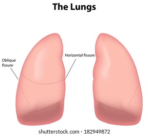 Lungs Labeled Diagram