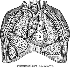 Los pulmones.Etiquetas: 3; los lóbulos del pulmón derecho. 4; los lóbulos del pulmón izquierdo. 5, 6, 7; el corazón. 9, 10, 11; los grandes vasos sanguíneos; y otros; dibujo de línea vintage o ilustración de grabado.
