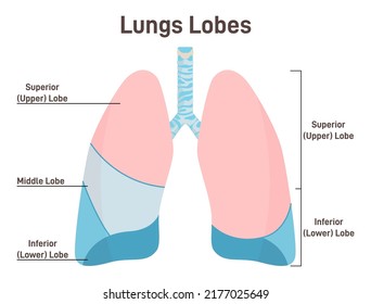 Lungs lobes anatomy. Respiratory system main organ structure. Anatomy of human body, respiratory system studying. Flat vector illustration.