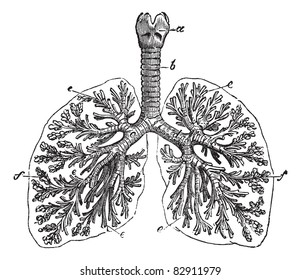 The lungs of man, vintage engraving. Old engraved illustration of lungs of man structure with its functioning parts and their names. Trousset encyclopedia (1886 - 1891).