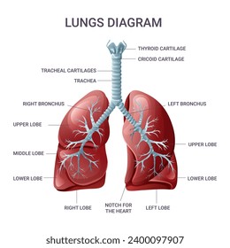 Lungs medical educational diagram. Vector illustration isolated on white background
