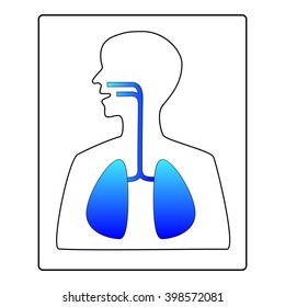 lungs organs blue
