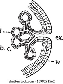 Lungen sind die primären Organe des Atemsystems beim Menschen und bei vielen anderen Tieren, darunter einige Fische und Schnecken, Vintage-Linien-Zeichnung oder Graviergrafik.