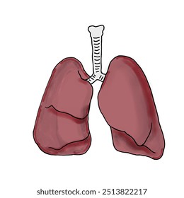 Lungs as a respiratory system