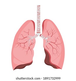 Pulmones, sistema respiratorio, órganos internos. Anatomía y fisiología del cuerpo humano. Concepto de educación en biología. Ilustración vectorial