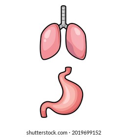 lungs and stomach on a white background illustration icons vector.