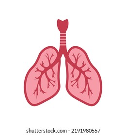 The lungs and thyroid gland in the section.