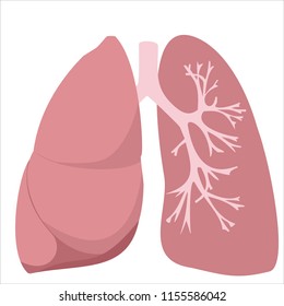 Lungs, Trachea And Bronchi